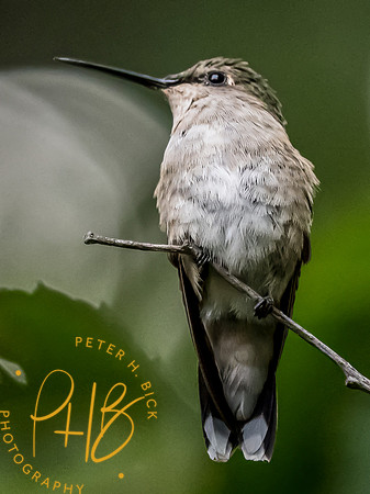 Indiana Birds and Wildlife 2023 10436-Edit