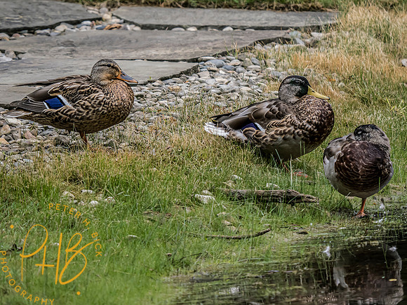 Indiana Birds and Wildlife 2023 10526-Edit