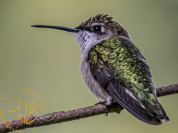 Indiana Birds and Wildlife 2023 10557-Edit