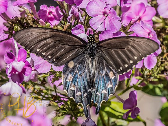 Indiana Birds and Wildlife 2023 10592-Edit