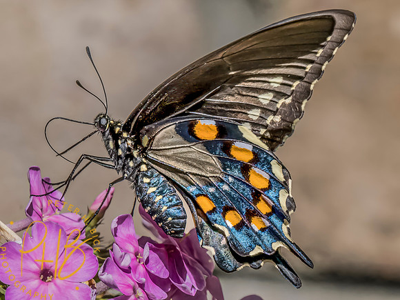 Indiana Birds and Wildlife 2023 10622-Edit