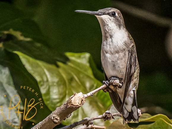 Indiana Birds and Wildlife 2023 10660-Edit