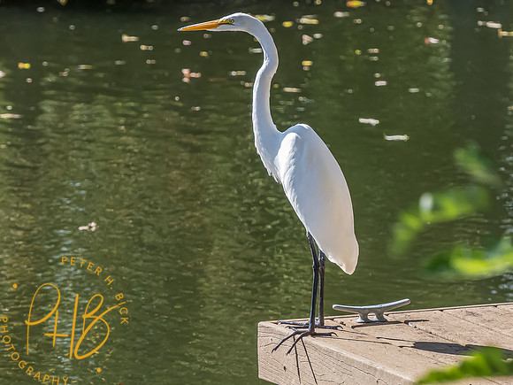 Indiana Birds and Wildlife 2023 10673-Edit