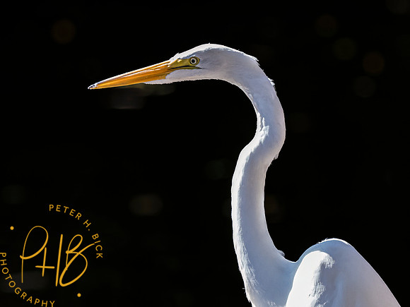 Indiana Birds and Wildlife 2023 10682-Edit