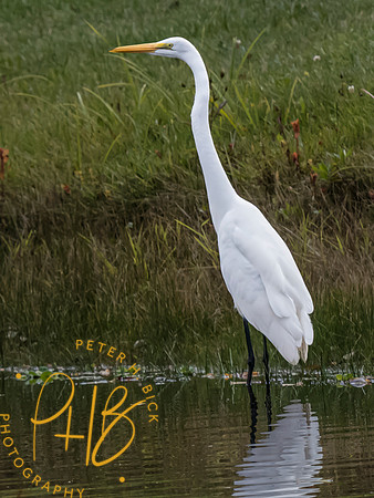Indiana Birds and Wildlife 2023 10705-Edit