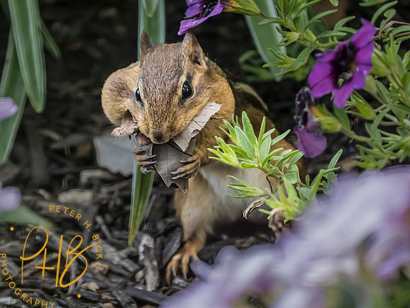Indiana Birds and Wildlife 2023 10736-Edit