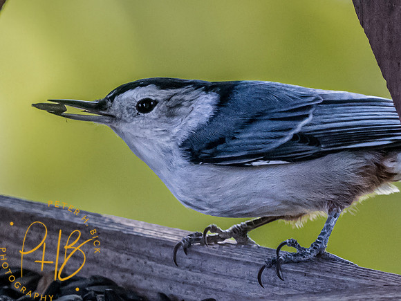 Indiana Birds and Wildlife 2023 10754-Edit
