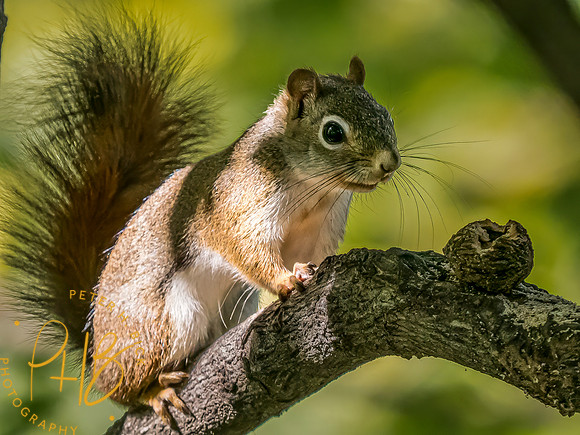 Indiana Birds and Wildlife 2023 10763-Edit