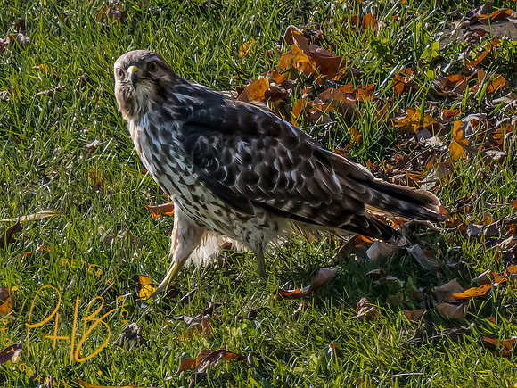 Indiana Birds and Wildlife 2023 10779-Edit