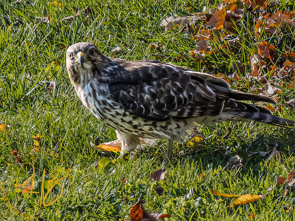 Indiana Birds and Wildlife 2023 10798-Edit