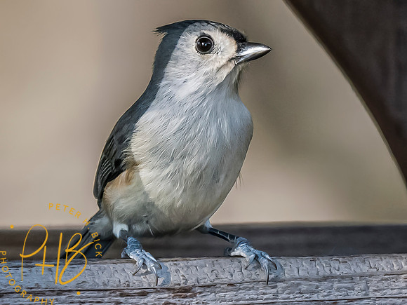 Indiana Birds and Wildlife 2023 10808-Edit