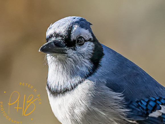 Indiana Birds and Wildlife 2023 12482-Edit