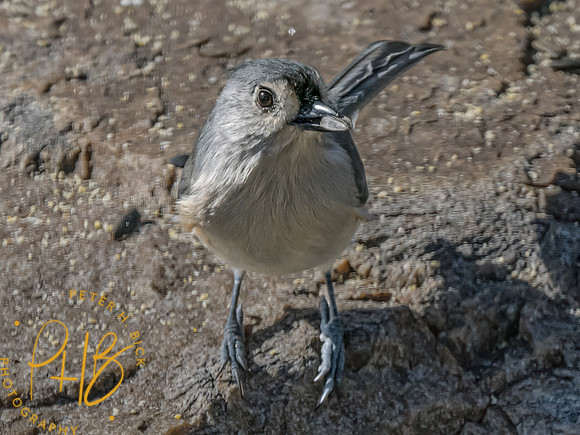 Indiana Birds and Wildlife 2023 12496-Edit