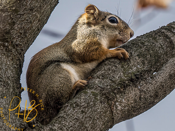 Indiana Birds and Wildlife 2023 12505-Edit