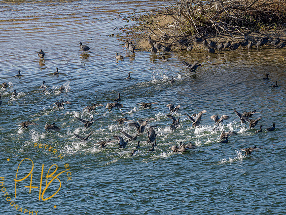 Indiana Birds and Wildlife 2023 12530-Edit