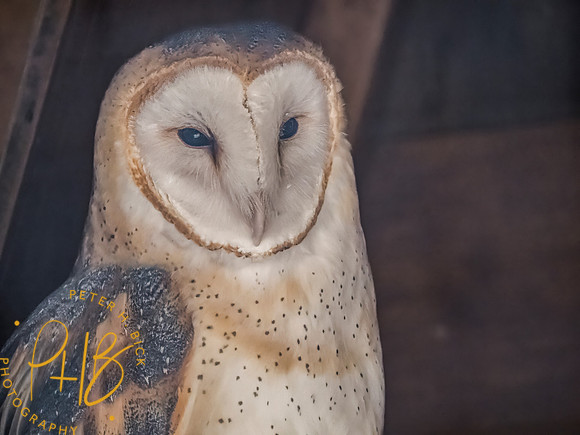 Indiana Birds and Wildlife 2023 12542-Edit