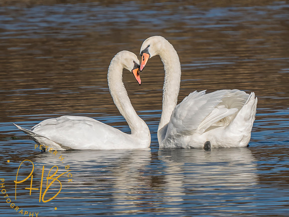 Indiana Birds and Wildlife 2023 12558-Edit