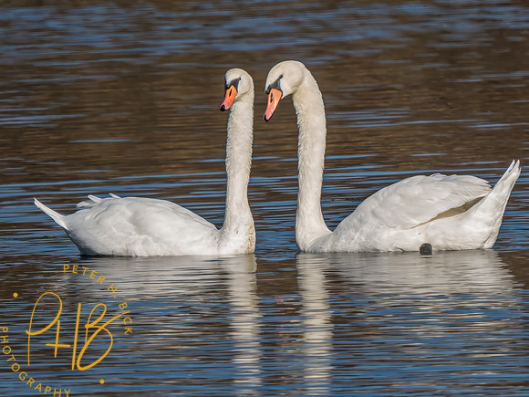 Indiana Birds and Wildlife 2023 12565-Edit