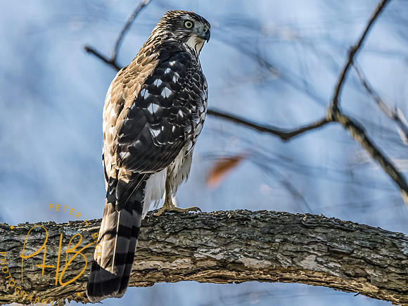Indiana Birds and Wildlife 2023 12595-Edit