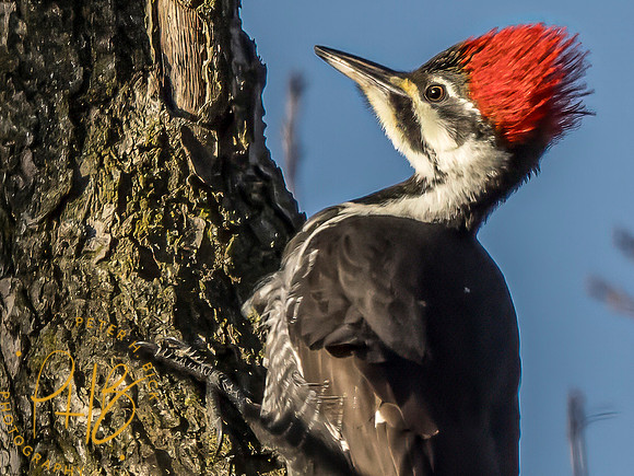 Indiana Birds and Wildlife 2023 12655-Edit
