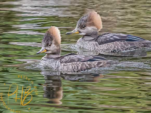 Indiana Birds and Wildlife 2023 12677-Edit-topaz-denoise-sharpen