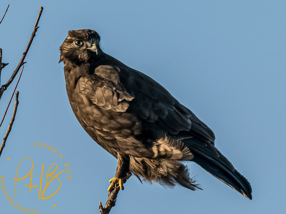Indiana Birds and Wildlife 2023 12794-Edit