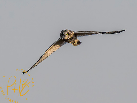 Indiana Birds and Wildlife 2023 12871-Edit