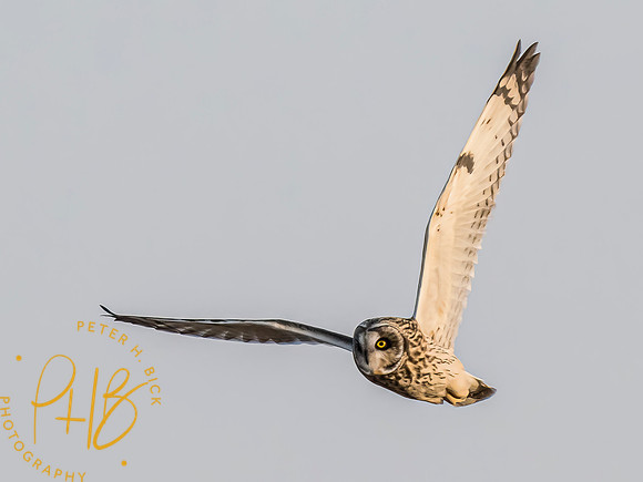 Indiana Birds and Wildlife 2023 12873-Edit