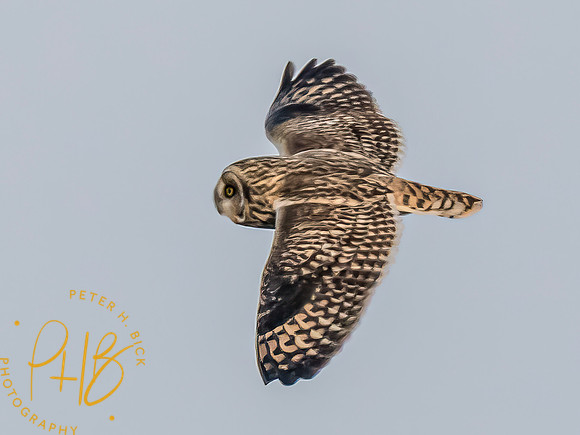 Indiana Birds and Wildlife 2023 12883-Edit