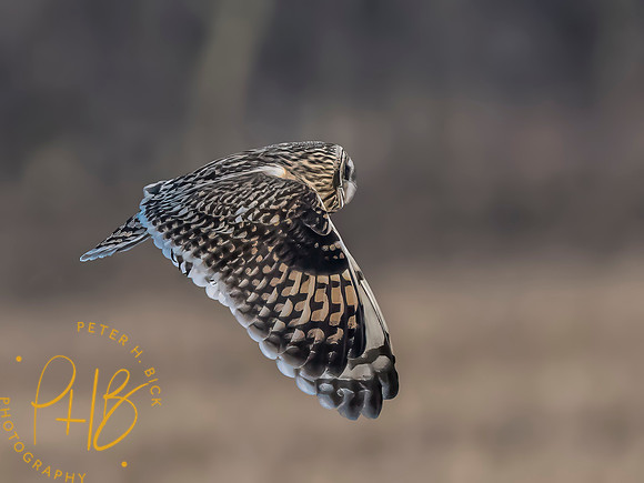 Indiana Birds and Wildlife 2023 12901-Edit