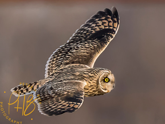 Indiana Birds and Wildlife 2023 12907-Edit
