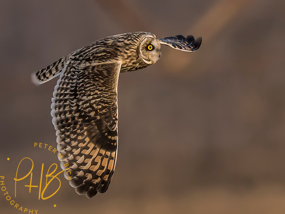 Indiana Birds and Wildlife 2023 12910-Edit