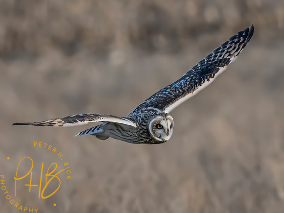 Indiana Birds and Wildlife 2023 12974-Edit