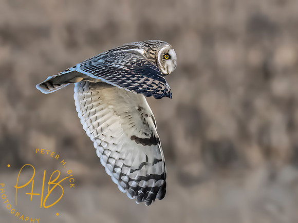 Indiana Birds and Wildlife 2023 12993-Edit
