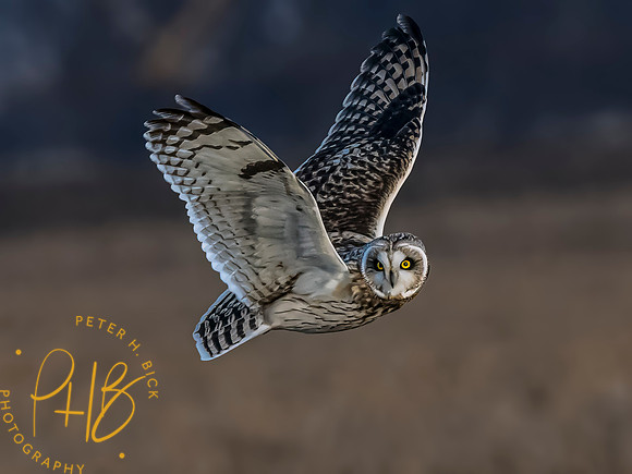 Indiana Birds and Wildlife 2023 13048-Edit-4