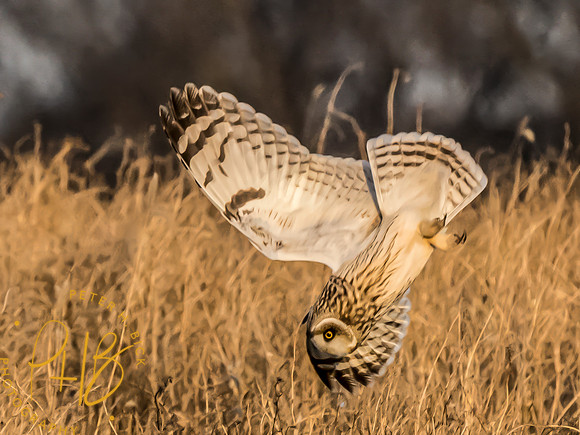 Indiana Birds and Wildlife 2023 13068-Edit