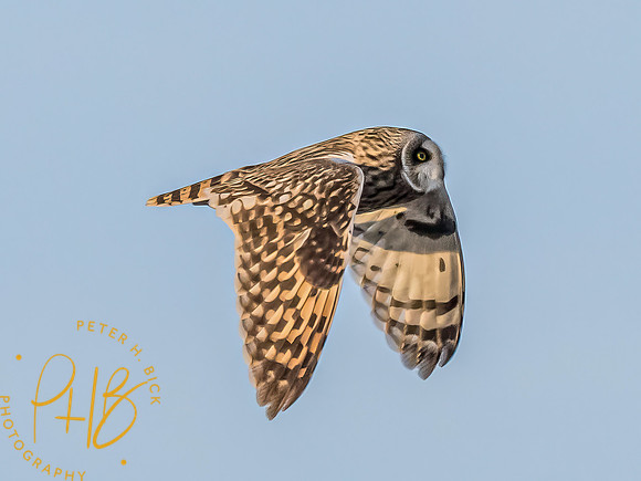 Indiana Birds and Wildlife 2023 13094-Edit