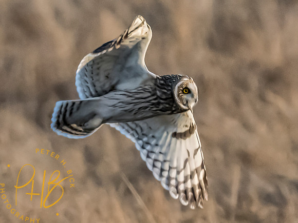 Indiana Birds and Wildlife 2023 13135-Edit