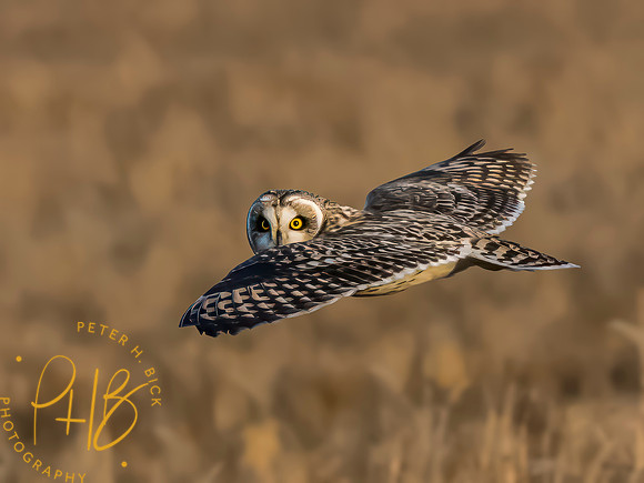 Indiana Birds and Wildlife 2023 13149-Edit-2