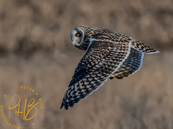 Indiana Birds and Wildlife 2023 13173-Edit