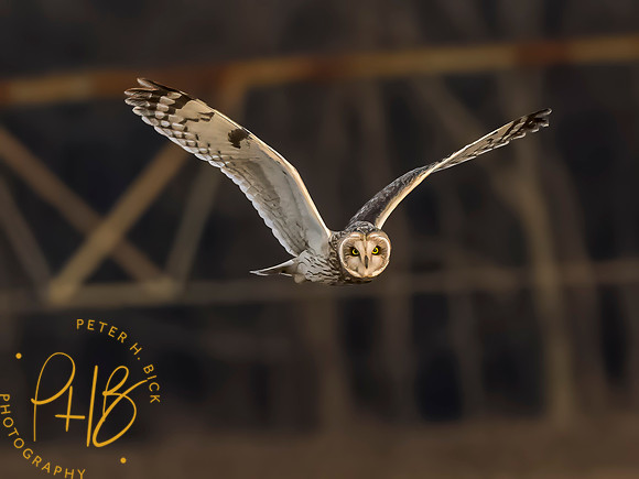 Indiana Birds and Wildlife 2023 13190-Edit