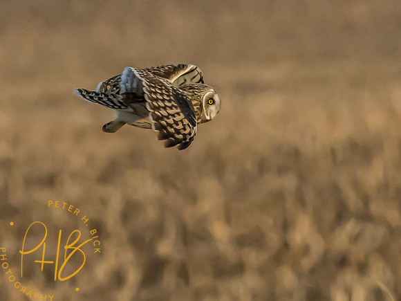 Indiana Birds and Wildlife 2023 13197-Edit