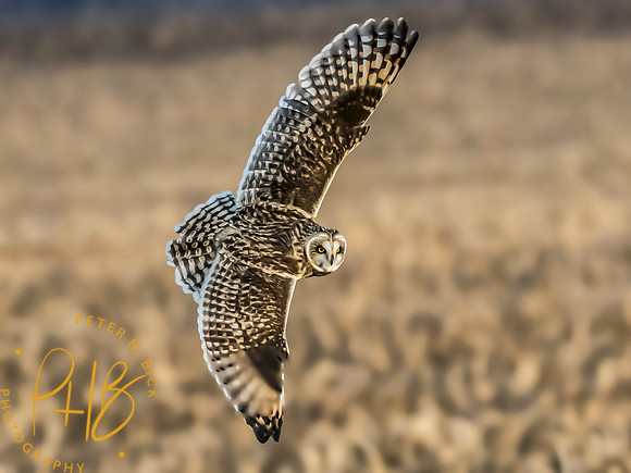 Indiana Birds and Wildlife 2023 13198-Edit