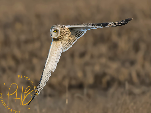 Indiana Birds and Wildlife 2023 13204-Edit