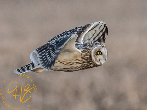 Indiana Birds and Wildlife 2023 13253-Edit