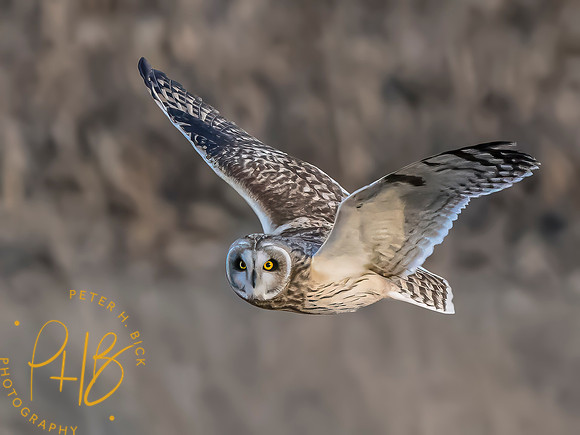 Indiana Birds and Wildlife 2023 13265-Edit-2