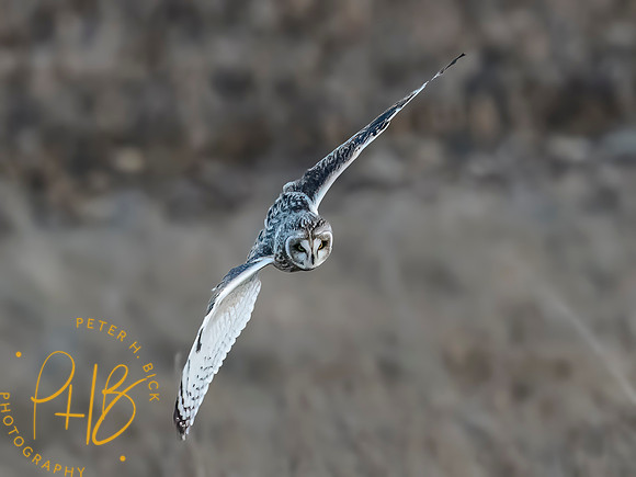 Indiana Birds and Wildlife 2023 13308-Edit