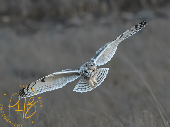 Indiana Birds and Wildlife 2023 13310-Edit-2