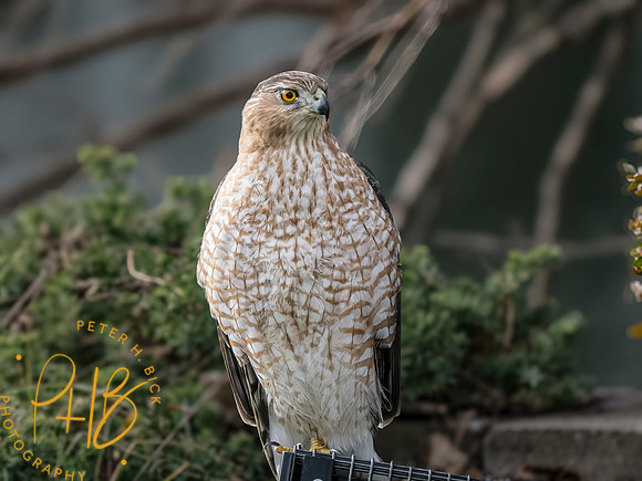 Indiana Birds and Wildlife 2023 13317-Edit