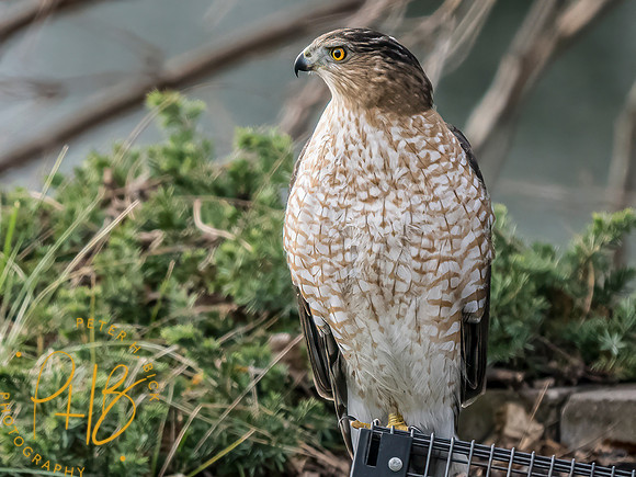 Indiana Birds and Wildlife 2023 13336-Edit